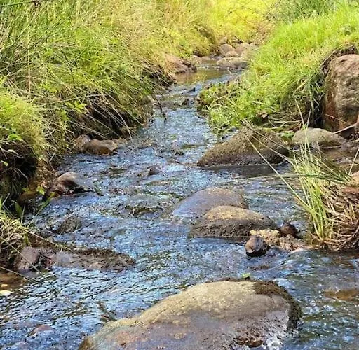 Naturperle Midt I Skoven, Ved So Og Eng